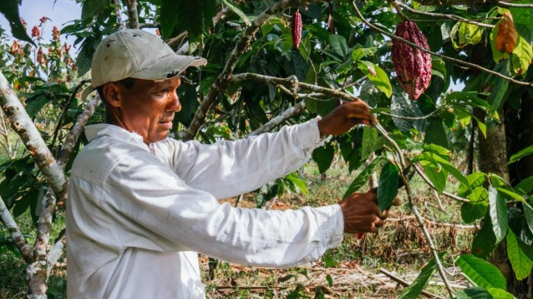 FARMERS OF VENEZUELAN CACAO