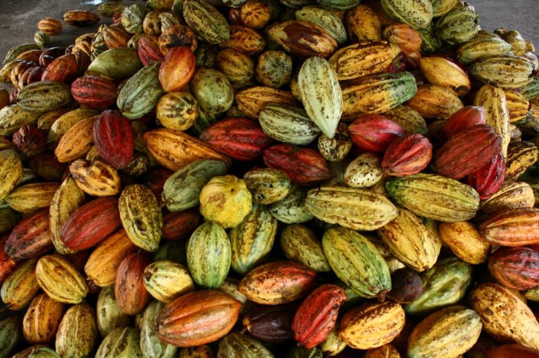 THE STORY OF CACAO
