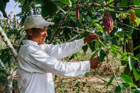 FARMERS OF VENEZUELAN CACAO