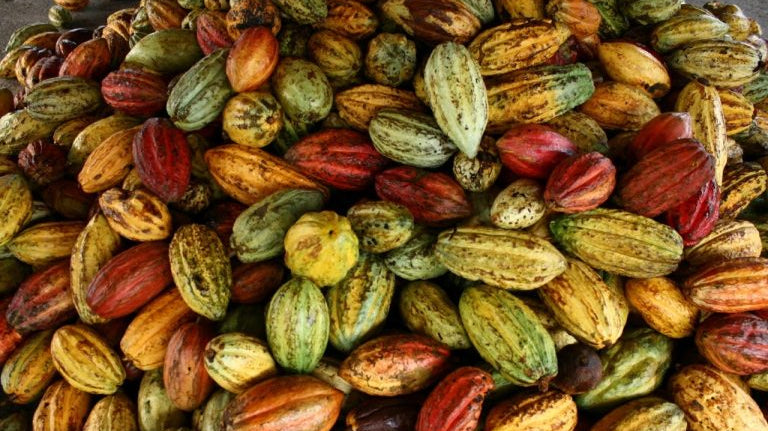THE STORY OF CACAO